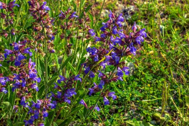 Sage in Latin Salvia officinalis L en eski tıbbi bitkilerden biridir..