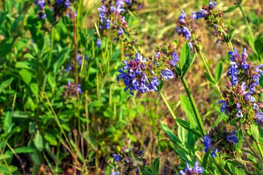 Sage in Latin Salvia officinalis L en eski tıbbi bitkilerden biridir..