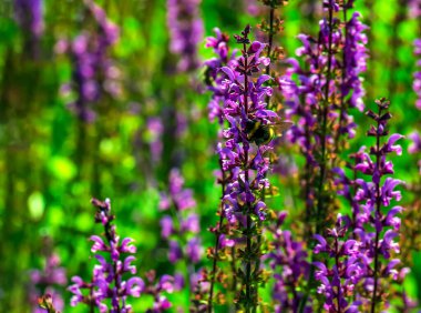 Salvia nemorosa, orman bilgesi, güzel parlak renk, çiçek açmış menekşe mavisi çiçekler, bahçedeki muscadine çiçekli süs bitkileri.