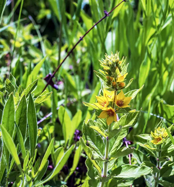 Mayıs 'ta Sarı Gevşek. Lysimachia punctata Latince.