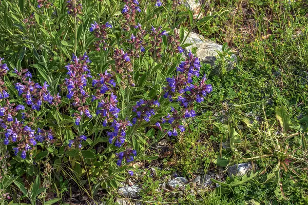 Sage in Latin Salvia officinalis L en eski tıbbi bitkilerden biridir..