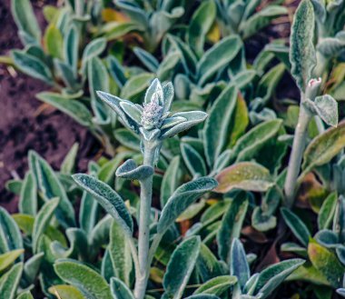 Kuzu kulaklı Stachys Byzantina veya yeşil ve beyaz renkli yünlü hedgenettle. Lamiaceae ailesinin çiçekli bitkisi..