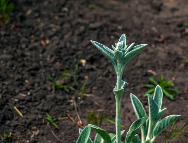 Kuzu kulaklı Stachys Byzantina veya yeşil ve beyaz renkli yünlü hedgenettle. Lamiaceae ailesinin çiçekli bitkisi..