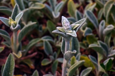 Stachys byzantina the lamb's-ear or woolly hedgenettle in green and white color. Flowering plant of family Lamiaceae. clipart