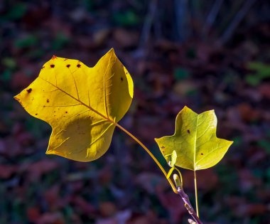 Yellow leaves of the tulip tree Liriodendron tulipifera in autumn in a botanical garden in Europe. clipart