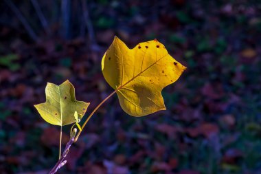 Yellow leaves of the tulip tree Liriodendron tulipifera in autumn in a botanical garden in Europe. clipart