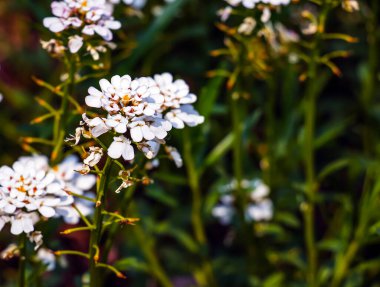 Iberis amara, called wild candytuft, rocket candytuft and bitter candytuft, is a species of flowering plant in the genus Iberis. clipart