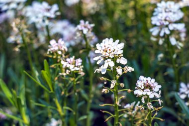 Iberis amara, called wild candytuft, rocket candytuft and bitter candytuft, is a species of flowering plant in the genus Iberis. clipart