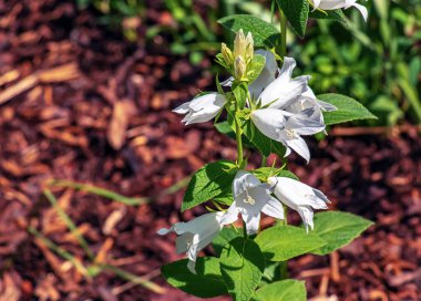 Campanula latifolia, the giant bellflower, is a species of bellflower in the family Campanulaceae. It is also known as the large campanula and the wide-leaved clipart