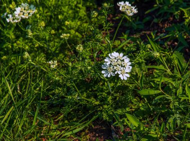 Beyaz dantel çiçek Orlaya görkemli flora çiçekleri. Apiaceae bitkisi her daim yeşildir. Nisan 'dan Temmuz' a kadar umbel üzerinde sayısız beyaz çiçekler belirir.