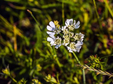 Beyaz dantel çiçek Orlaya görkemli flora çiçekleri. Apiaceae bitkisi her daim yeşildir. Nisan 'dan Temmuz' a kadar umbel üzerinde sayısız beyaz çiçekler belirir.