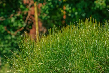 Ephedra distachya. Kilo vermek ve enerjiyi arttırmak için kullanılan geleneksel bir bitkisel ilaç..