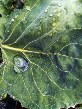 Bahçe yatağında lahana yaprağının üzerine bir damla su.