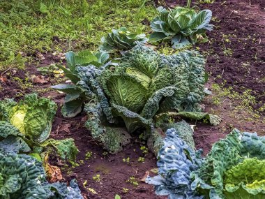 Kocaman, büyüyen lahana kafalı, büyük, ince yapraklı. Brassica oleracea.