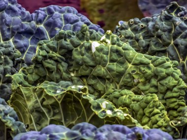 Bahçe yatağında lahana yaprağının üzerine bir damla su.