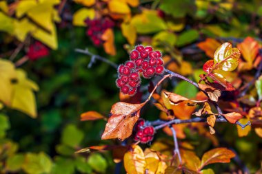 Parkta kokulu sumac çalıları çiçek açar. Sumac meyveleri yakın plan.