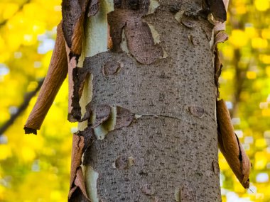 Close-up of the bark of a common sycamore or Platanus hispanica with the bark plates separating. clipart