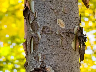 Close-up of the bark of a common sycamore or Platanus hispanica with the bark plates separating. clipart