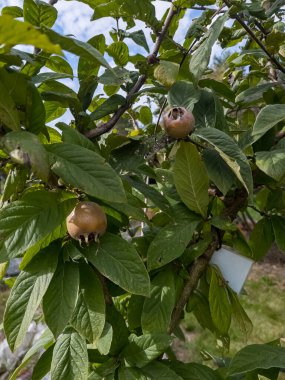 Fruits of Medlar vulgaris Mespilus germanica on a tree in the botanical garden in Nitra, Slovakia. clipart