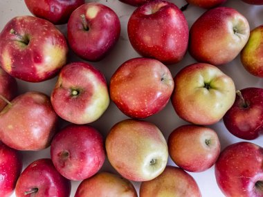 Kırmızı sulu elmaların arka planı. Ev bahçesinde yetişen organik elmalar.