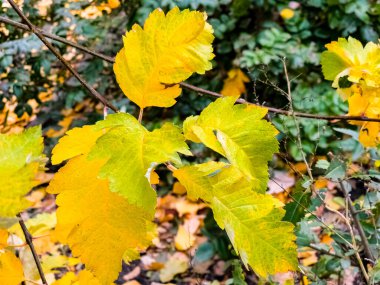 Crataegus pinnatifida. Sarı yapraklar. Sonbahar arkaplanı.