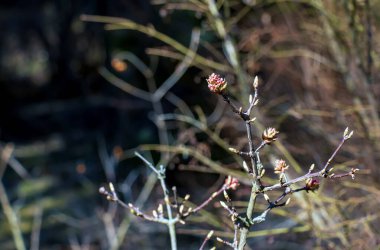 Bir dalda Viburnum Farrera 'nın pembe çiçekleri. Ukrayna 'da Dinyeper' deki Botanik Bahçesi.