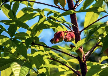 Chimonanthus salicifolius is blooming in early spring. Also known as Chimonanthus fragrans clipart