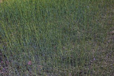 Medicinal plant Ephedra intermedia in spring. clipart