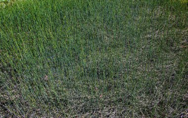 İlkbaharda ilaç fabrikası Ephedra intermedya.