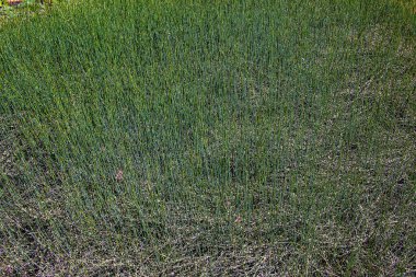 İlkbaharda ilaç fabrikası Ephedra intermedya.