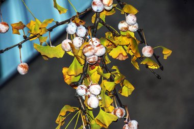 Ginkgo biloba pendula tree with fruits and yellow leaves in autumn on a sunny day. clipart