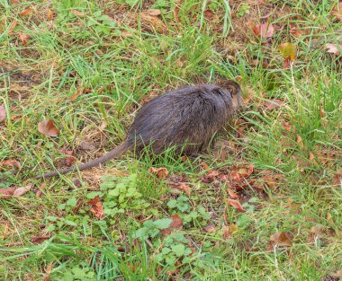 Slovakya 'nın Nitra şehrindeki Nitra Nehri kıyısında miyocastor coypus..