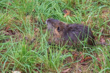 Slovakya 'nın Nitra şehrindeki Nitra Nehri kıyısında miyocastor coypus..