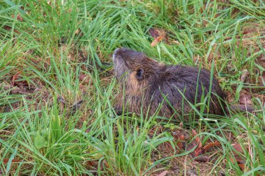 Slovakya 'nın Nitra şehrindeki Nitra Nehri kıyısında miyocastor coypus..