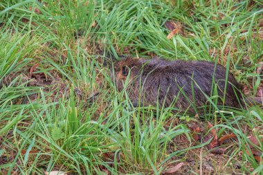 Slovakya 'nın Nitra şehrindeki Nitra Nehri kıyısında miyocastor coypus..