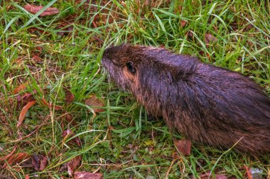 Slovakya 'nın Nitra şehrindeki Nitra Nehri kıyısında miyocastor coypus..
