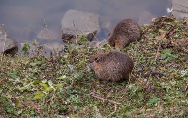 Slovakya 'nın Nitra şehrindeki Nitra Nehri kıyısında miyocastor coypus..