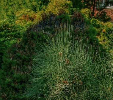 Medicinal plant Ephedra intermedia in autumn. clipart