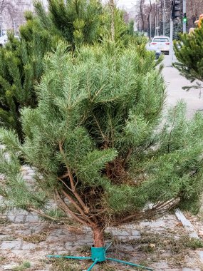 Noel ağacı pazarında bir sürü doğal Noel ağacı var. Noel için hazırlanılıyor