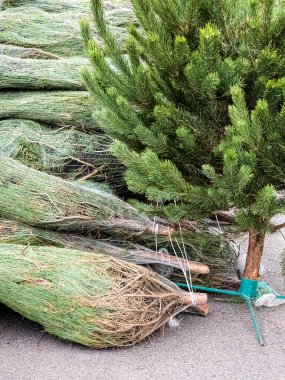 Noel ağacı pazarında bir sürü doğal Noel ağacı var. Noel için hazırlanılıyor