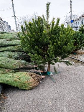 Noel ağacı pazarında bir sürü doğal Noel ağacı var. Noel için hazırlanılıyor