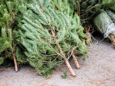 Noel ağacı pazarında bir sürü doğal Noel ağacı var. Noel için hazırlanılıyor
