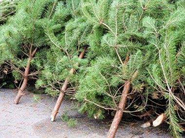 Noel ağacı pazarında bir sürü doğal Noel ağacı var. Noel için hazırlanılıyor