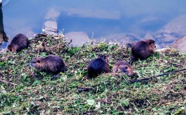 Slovakya 'nın Nitra şehrindeki Nitra Nehri kıyısında miyocastor coypus..