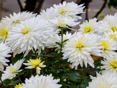 Sonbaharda Chrysanthemum Koreanum 'un sarı-beyaz çiçeklerinin yakın çekimi.