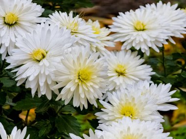 Sonbaharda Chrysanthemum Koreanum 'un sarı-beyaz çiçeklerinin yakın çekimi.