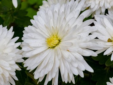 Sonbaharda Chrysanthemum Koreanum 'un sarı-beyaz çiçeklerinin yakın çekimi.