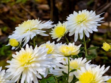 Sonbaharda Chrysanthemum Koreanum 'un sarı-beyaz çiçeklerinin yakın çekimi.