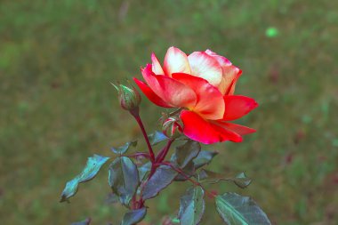 Close-up of a red white floribunda rose on a blurred green background. clipart