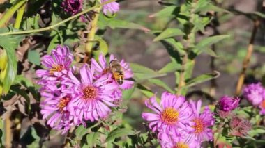 Güneşli bir sonbahar gününde Aster Alpinus 'ta oturmuş bal toplayan bir arıya yakından bakın.